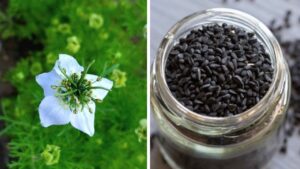 I benefici sorprendenti dei semi di Nigella sativa
