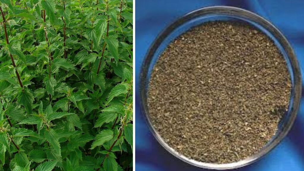 La forza segreta dei semi di ortica, il superfood che rivitalizza