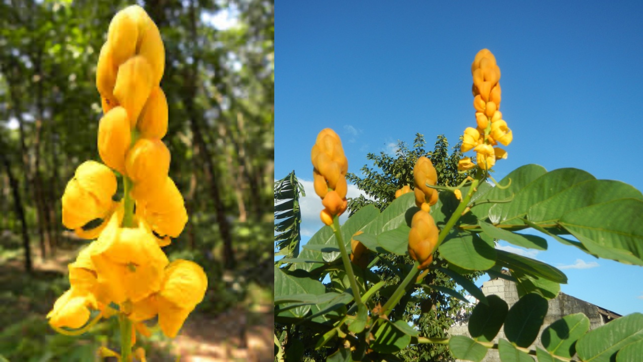 Fiore giallo di senna alata