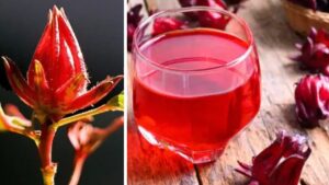 Rosella, la carezza rubino dell’erboristeria antica