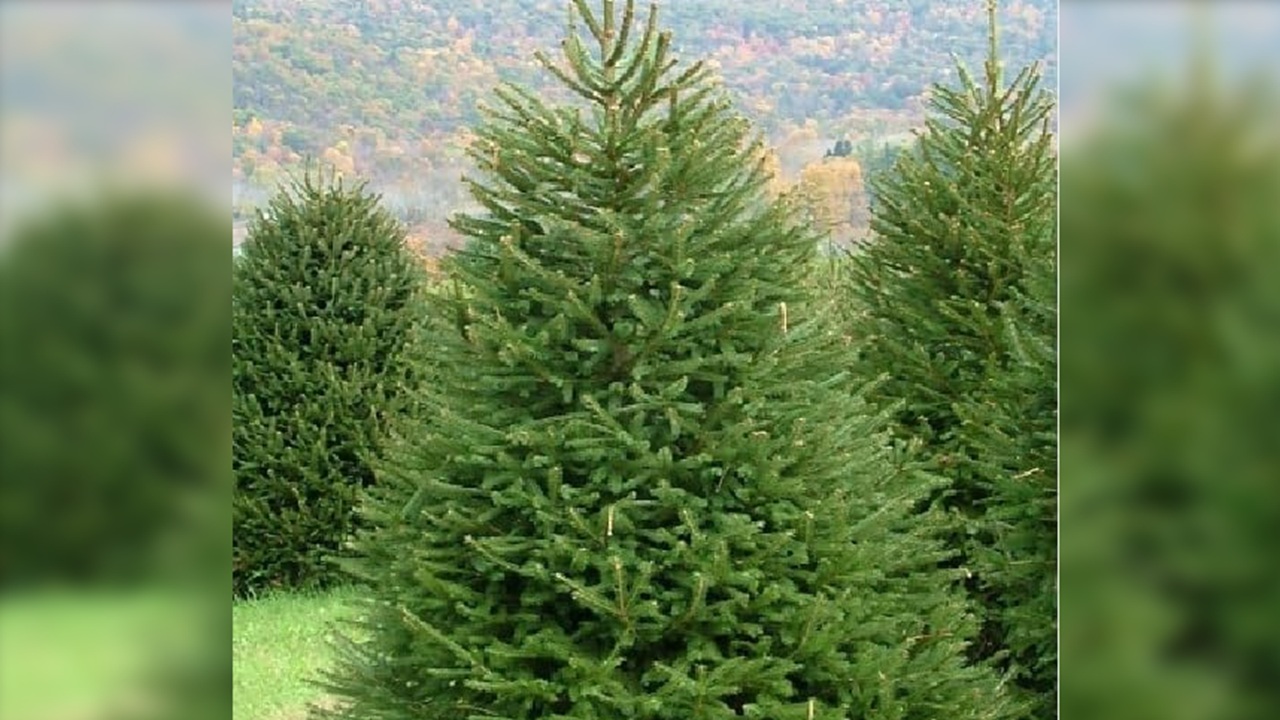albero natale vero