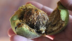 Il potere della buccia di noce nera: benefici, usi e proprietà segrete di un rimedio antico