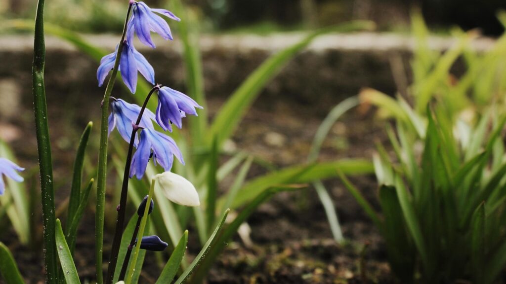 Bulbi invasivi da non piantare mai in giardino: non ve ne libererete più!