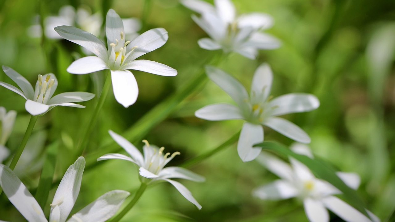 bulbi invasivi stella betlemme