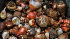 Pacciamatura dei bulbi in giardino: ecco come farla