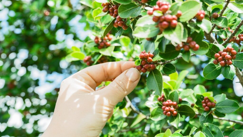 Si può coltivare la pianta del caffè in casa? Sì, ma con qualche accortezza
