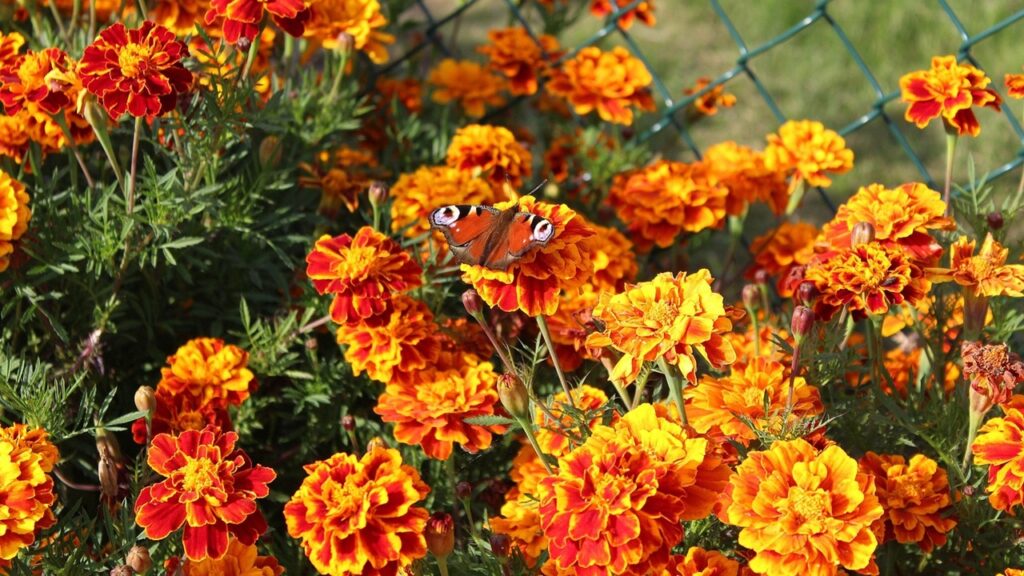 Come coltivare le calendule in casa: trucchi e consigli adatti a tutti