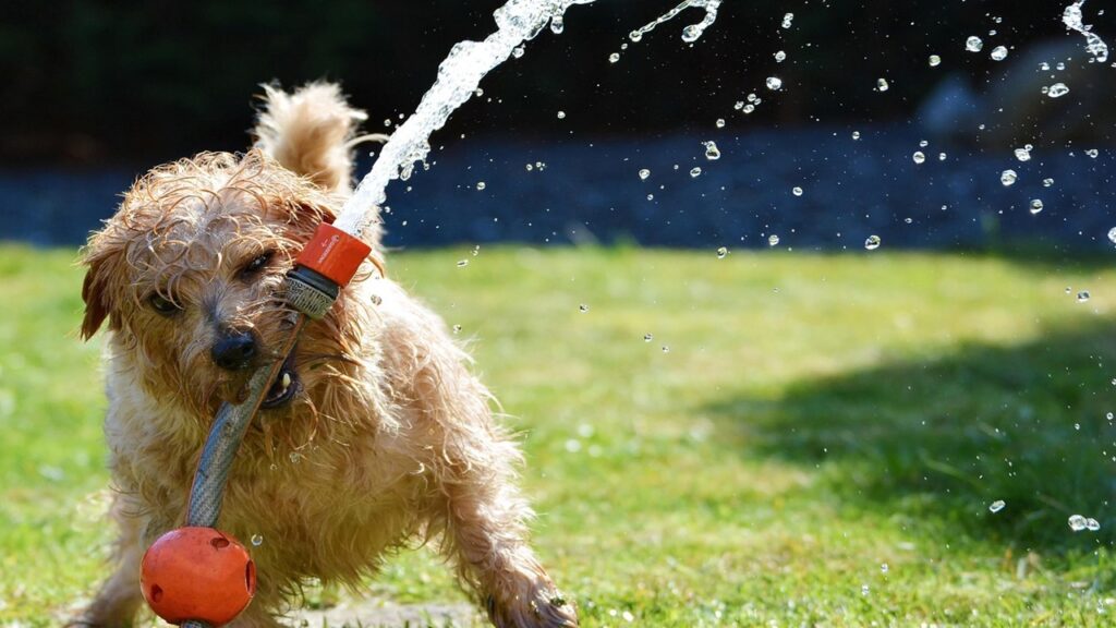 6 modi per tenere il cane lontano dal giardino