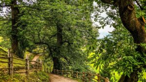 Come coltivare con successo un castagno in giardino: trucchi e segreti