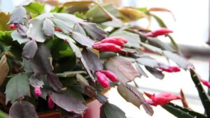 9 fatti curiosi sul cactus di Natale