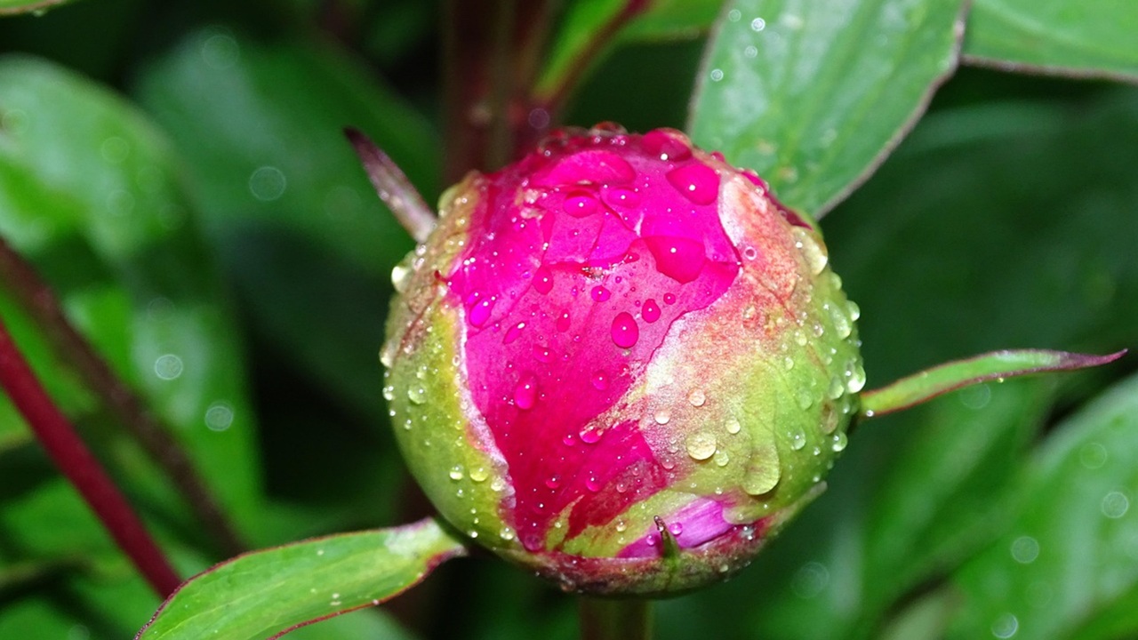 coppie piante perenni peonia