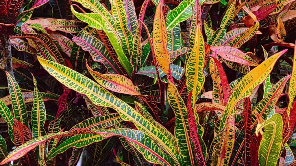 Piante da appartamento economiche che trasformeranno la casa in una giungla