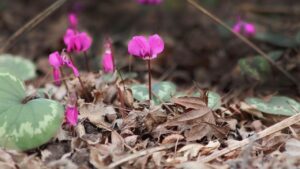 7 curiosità sui ciclamini che ve li faranno amare ancora di più