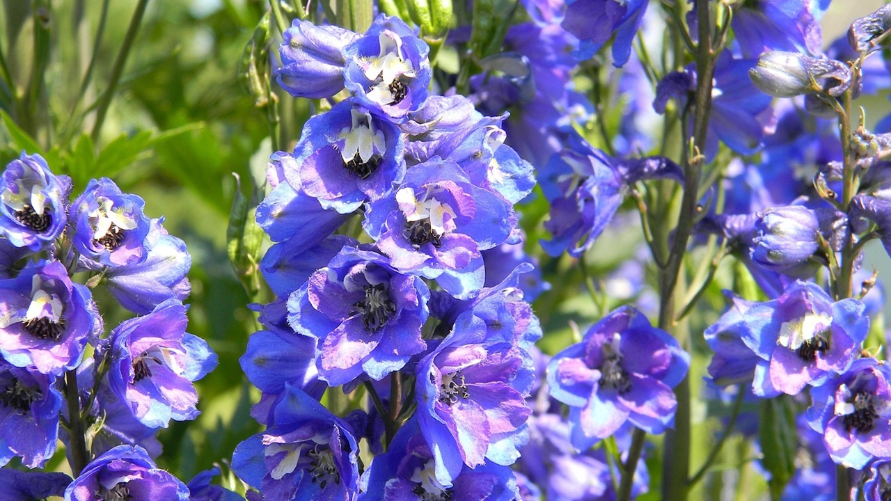 delphinium