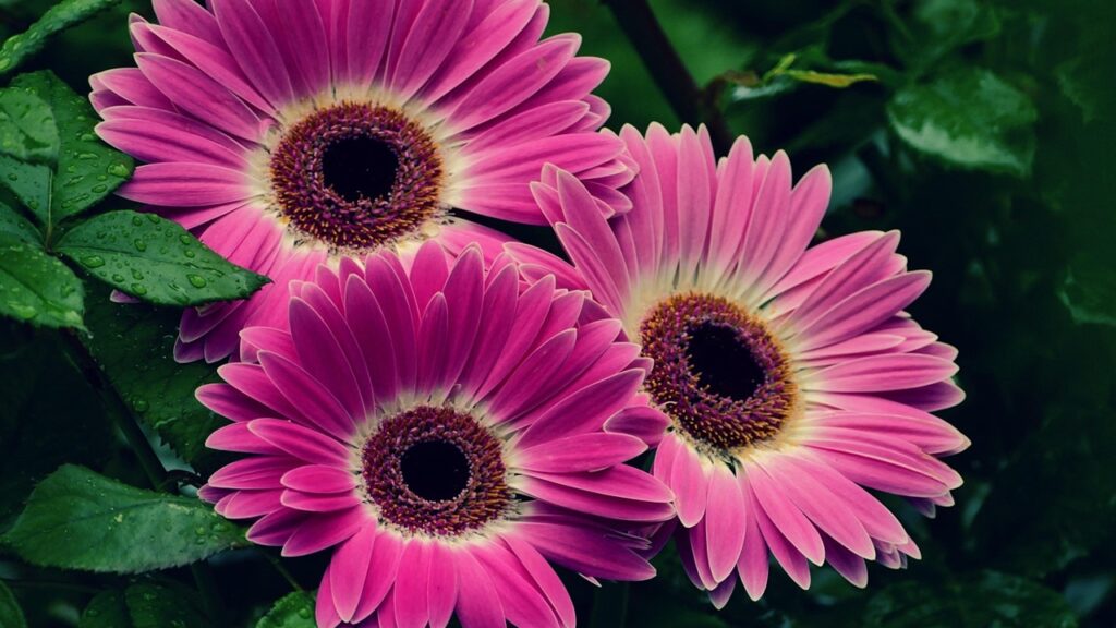 Si possono coltivare le gerbere in casa? Sì, in 6 semplici passi