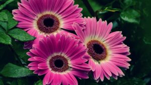 Si possono coltivare le gerbere in casa? Sì, in 6 semplici passi