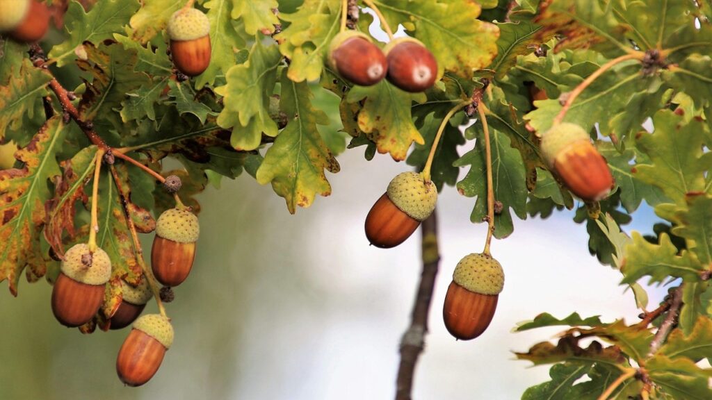 Come far crescere una quercia da una ghianda: non è difficile come sembra!