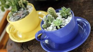 Come innaffiare le piante grasse senza farle affogare