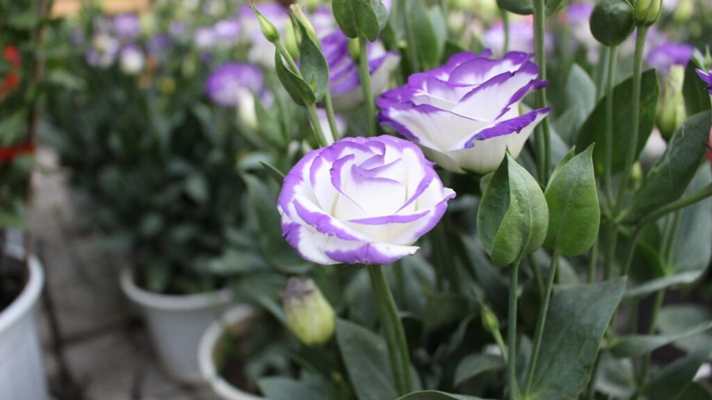 7 curiosità che forse non sapevi sul Lisianthus