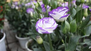 7 curiosità che forse non sapevi sul Lisianthus