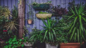 Come evitare che si sviluppino funghi e muffe in autunno nei vasi