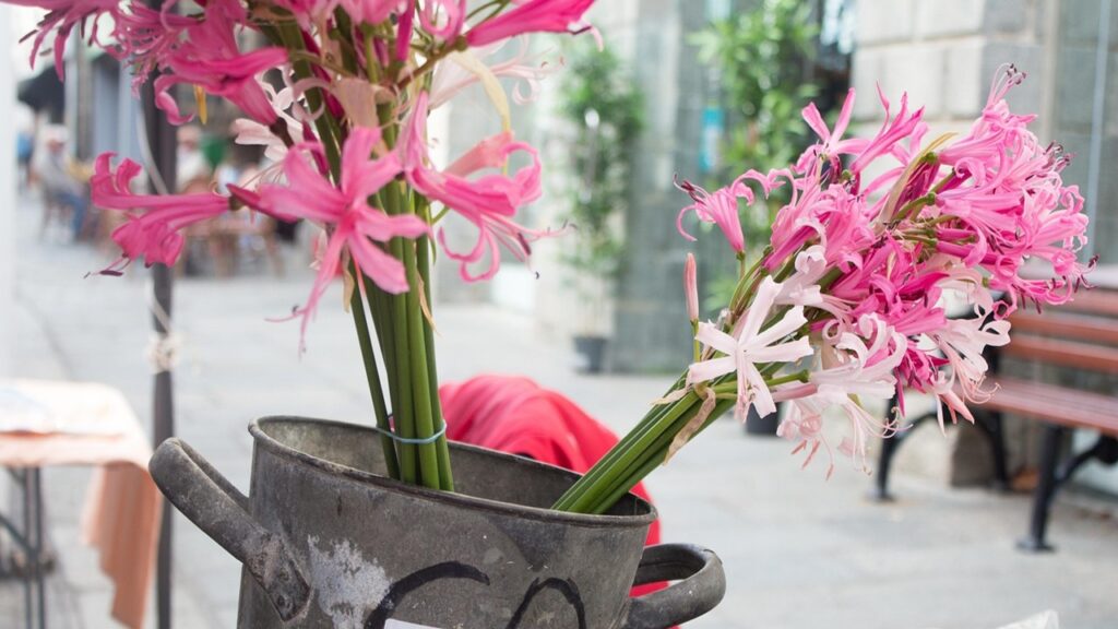 Nerine bowdenii: come coltivare (anche in vaso) questi fiori rosa profumatissimi
