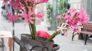 Nerine bowdenii: come coltivare (anche in vaso) questi fiori rosa profumatissimi