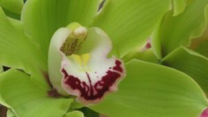 10 fiori verdi da usare in bouquet diversi dai soliti