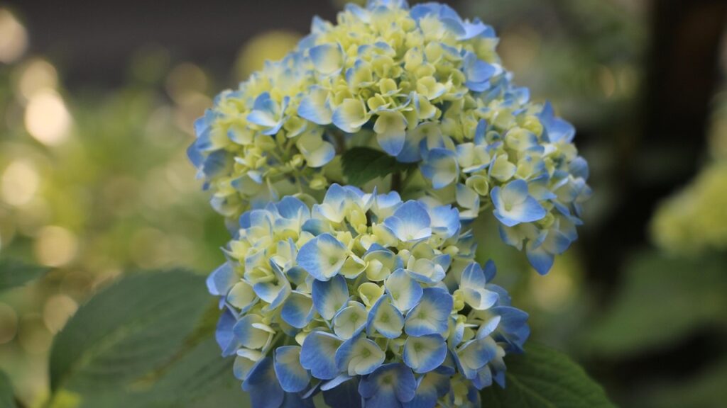 Trucchi e segreti per mantenere le ortensie blu