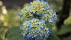 Trucchi e segreti per mantenere le ortensie blu