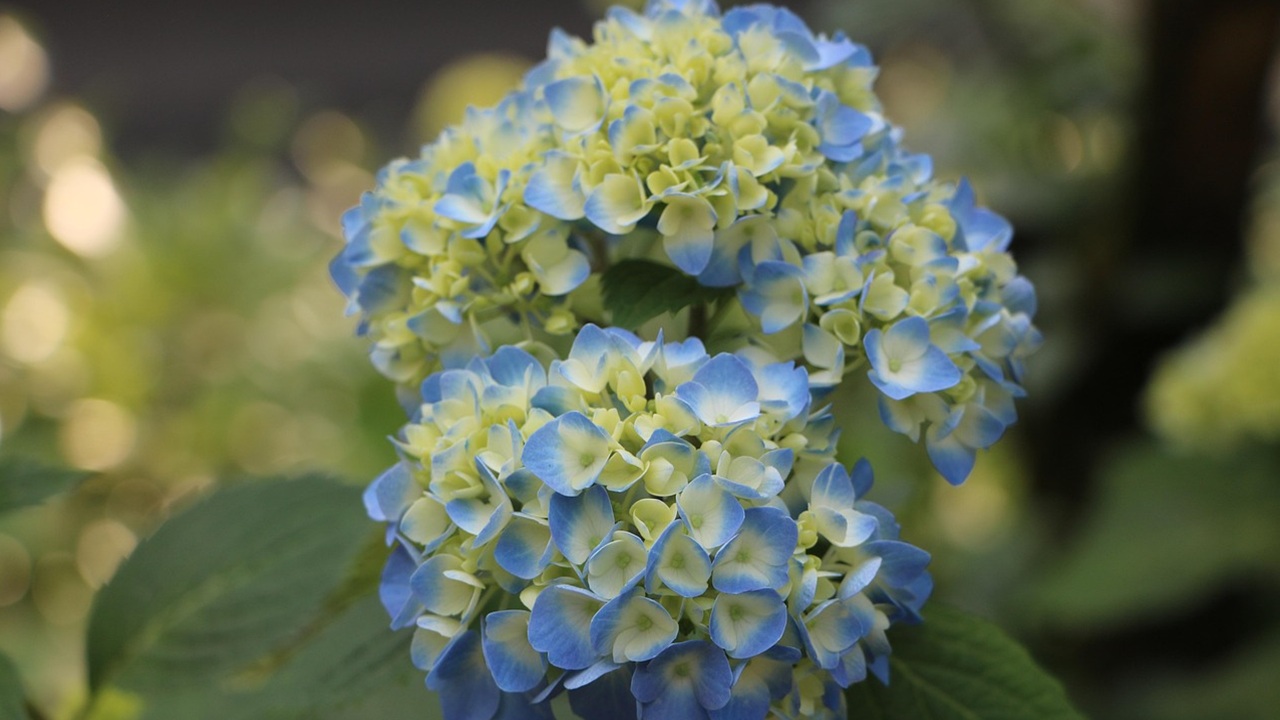 ortensie blu fiori