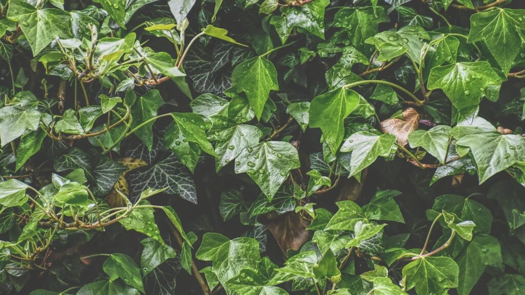 8 piante d’appartamento che vi pentirete di aver comprato