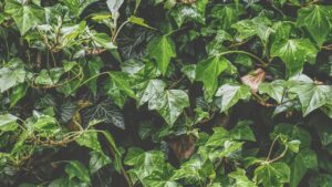 8 piante d’appartamento che vi pentirete di aver comprato