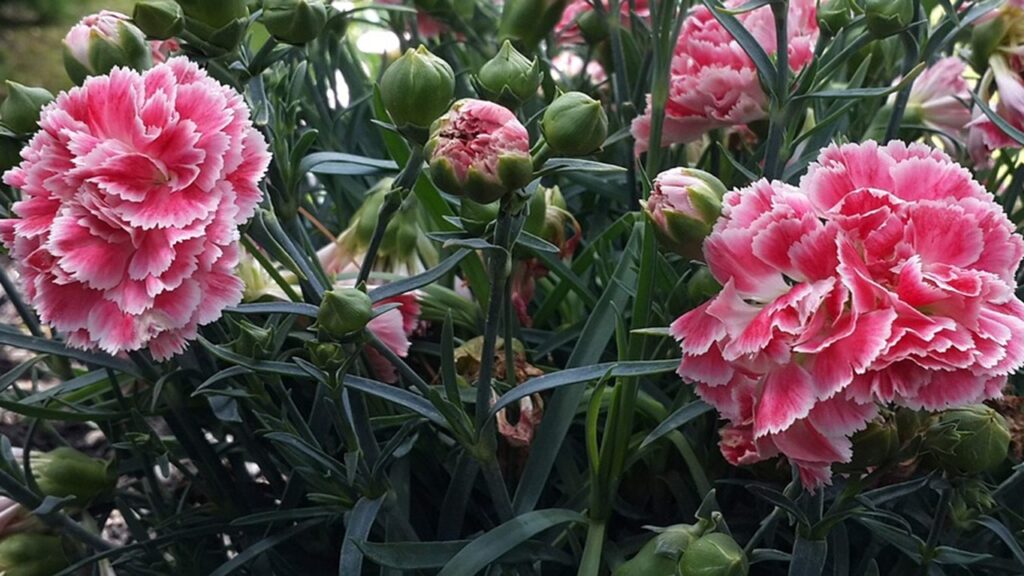 4 fiori da regalare al primo appuntamento