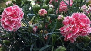 4 fiori da regalare al primo appuntamento