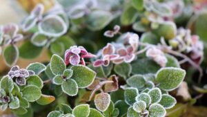 Rispettare la regola dei 4 gradi salverà le vostre piante dalle gelate