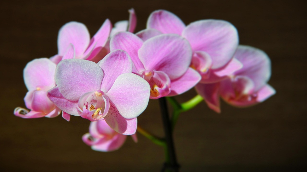 ringraziamento orchidee