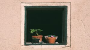 Piante d’appartamento e riscaldamento centralizzato: non sempre vanno d’accordo