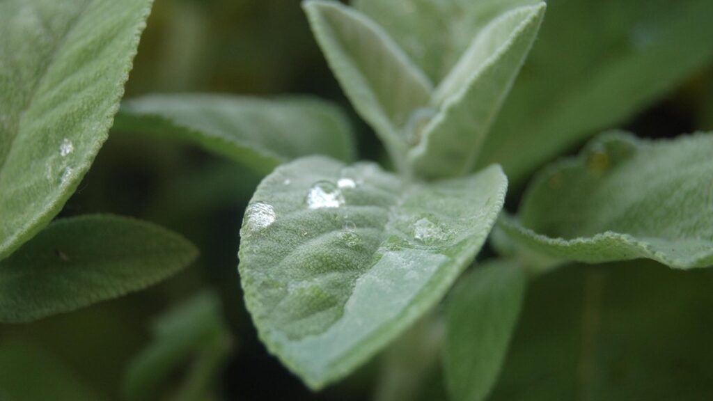 La salvia, cura per corpo e mente: ecco come usarla per purificare l’organismo