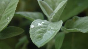La salvia, cura per corpo e mente: ecco come usarla per purificare l’organismo
