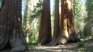 Si può coltivare una sequoia gigante in giardino?