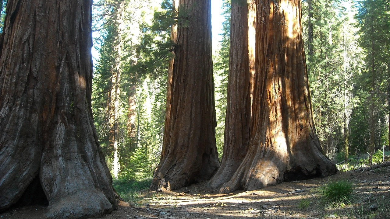 sequoia gigante