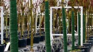 Come proteggere arbusti e alberi dall’inverno avvolgendoli in teli