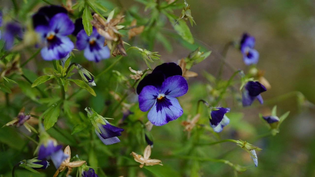 viola pensiero curiosità