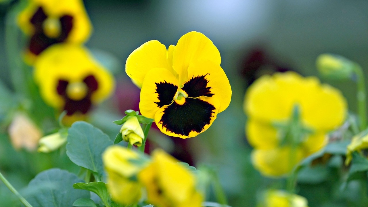 viole pensiero gialle