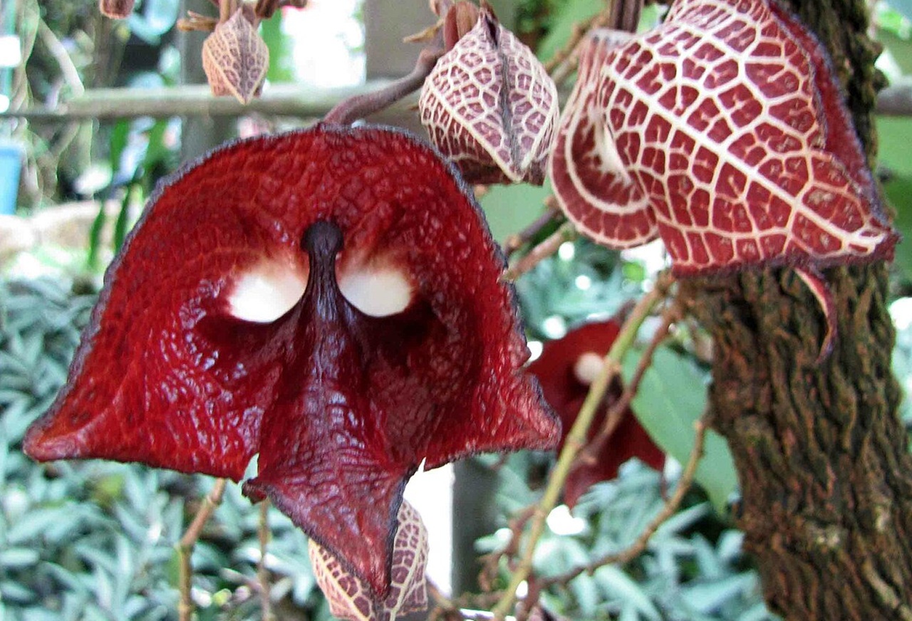 aristolochia salvadorensis darth vader