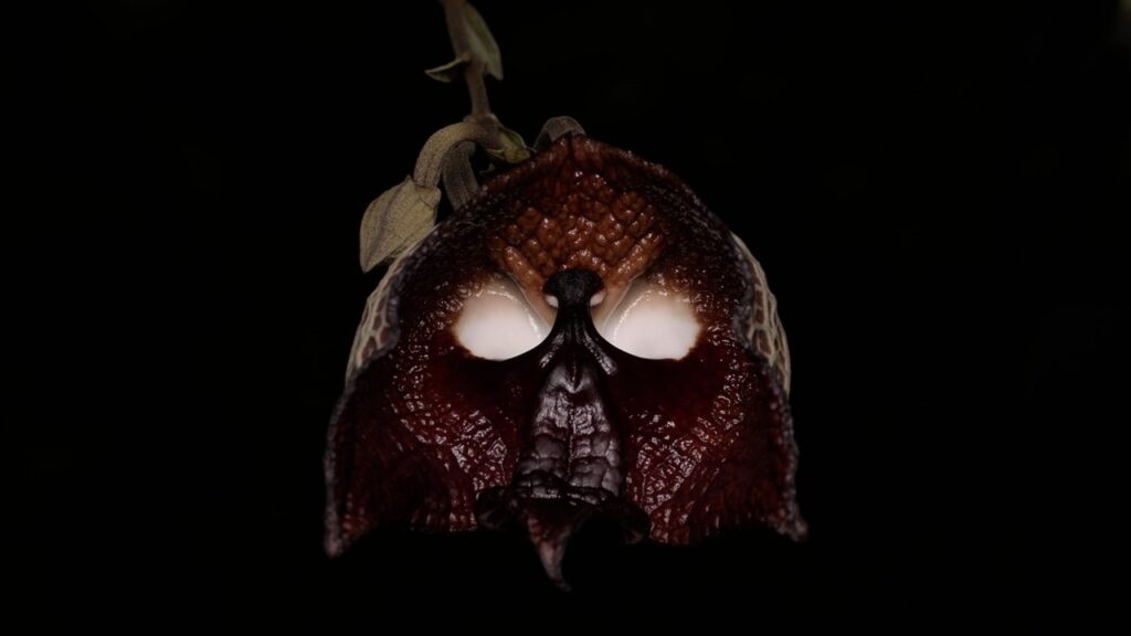 Aristolochia salvadorensis: tutto quello che volevate sapere sulla pianta “Darth Vader”