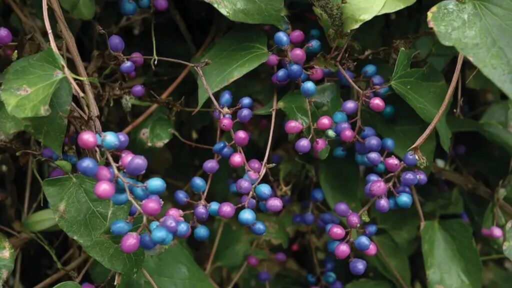 Esemplare pericoloso