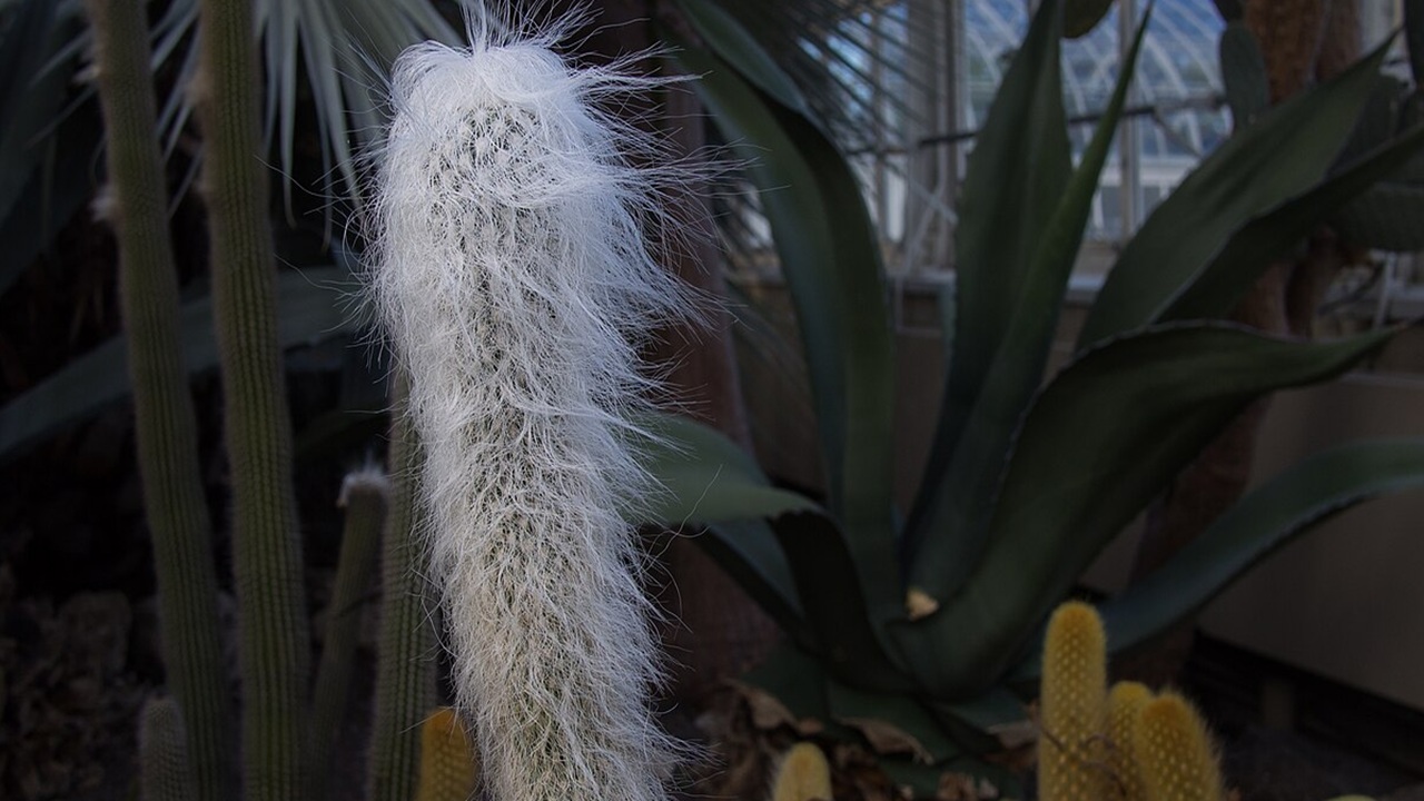 cephalocereus senilis testa vecchio