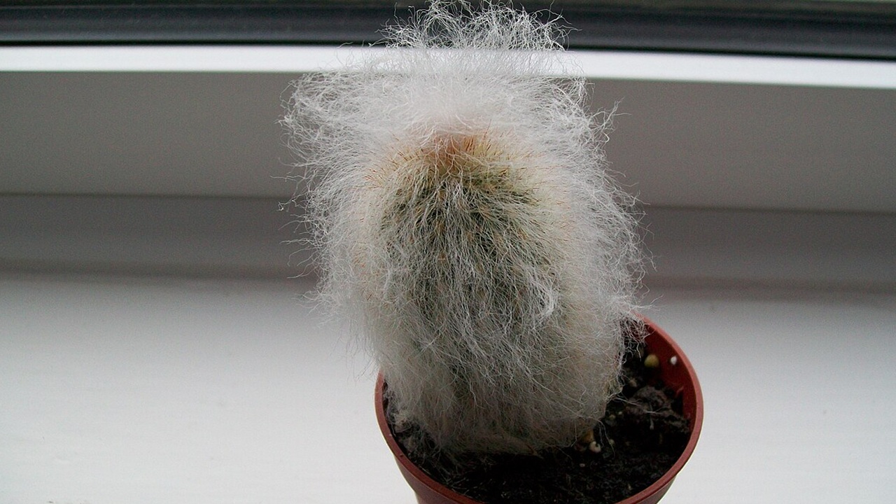 cephalocereus senilis